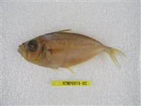 藏品(小牙鰏)的圖片